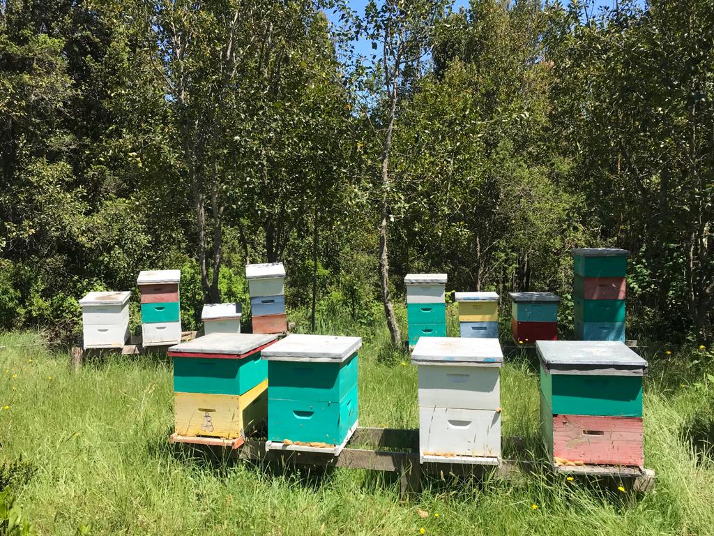 Primer plano de abejas en panal